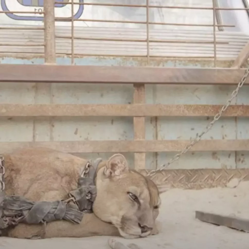 Circus Mountain Lion Mufasa Takes His Majestic 'Freedom Walk' After 20 Years of Captivity