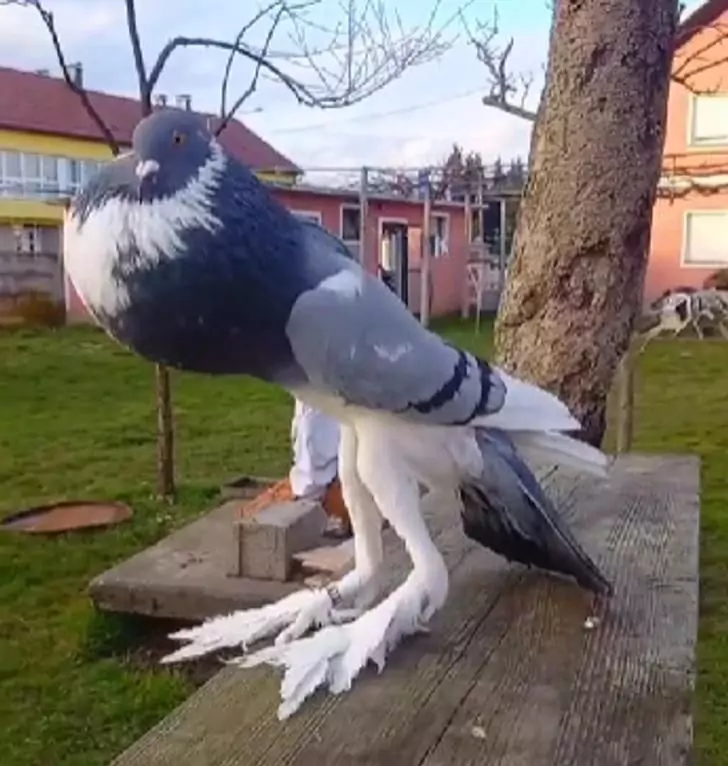 This Pouter Pigeon Stuns the World with Giant Feet And Swollen Neck