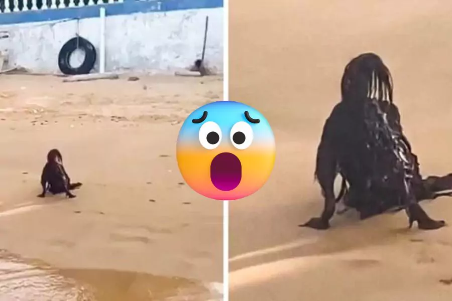 When Sunbathing Takes a Chilling Turn A Man’s Encounter with a Terrifying Beach Creature