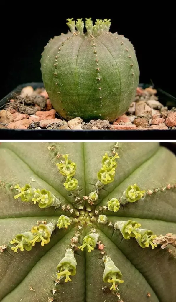 10+ Extraordinary Plants You Won't Believe Exist