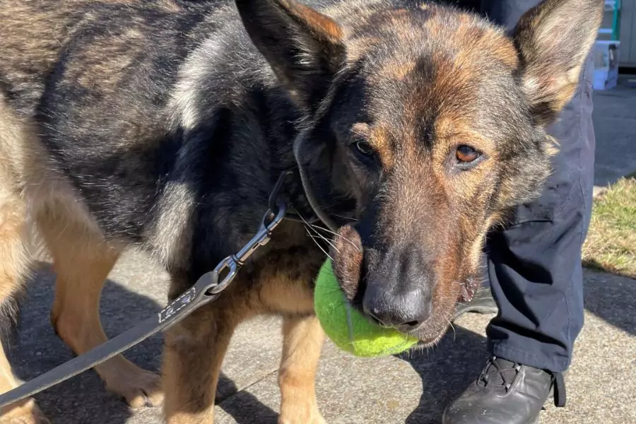 Virginia Beach Sheriff's Office's Beloved K9 Candy Diagnosed with Cancer Saluted By Her Entire Team