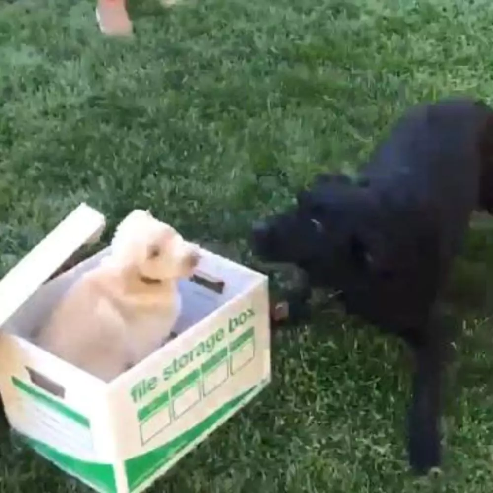 Dog's Epic Reaction to Meeting New Puppy Video