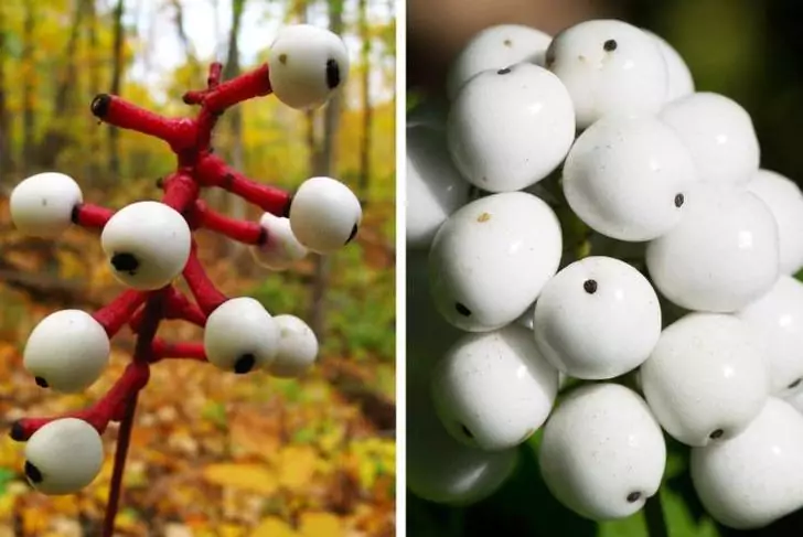 10+ Extraordinary Plants You Won't Believe Exist