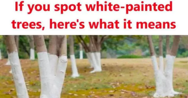 Why Trees Are Painted White Here’s What It Means