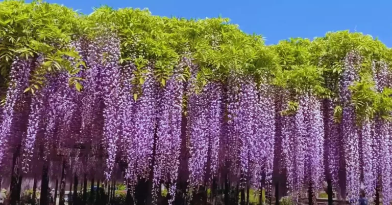 How to Take Care Of Your Wisteria Flowers