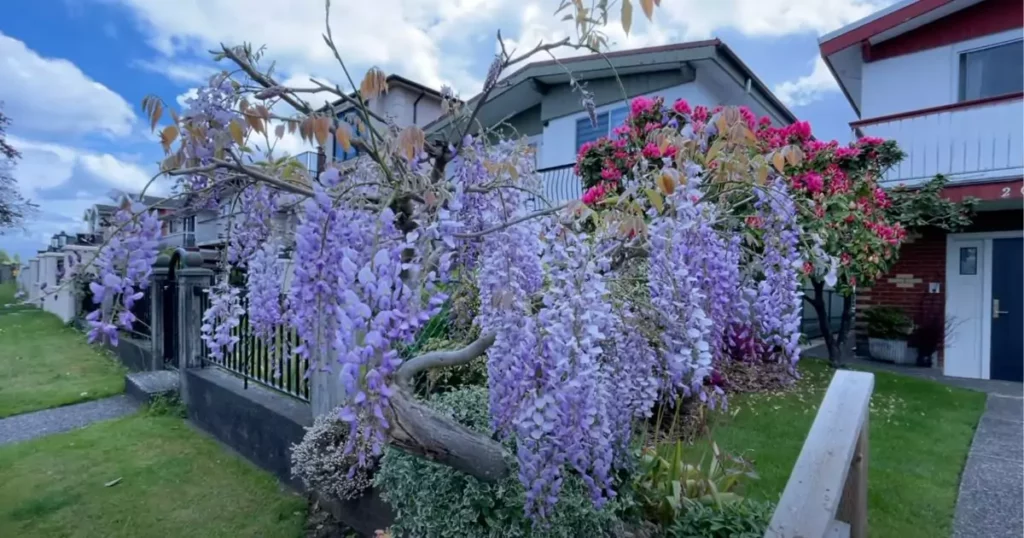 How to Take Care Of Your Wisteria Flowers