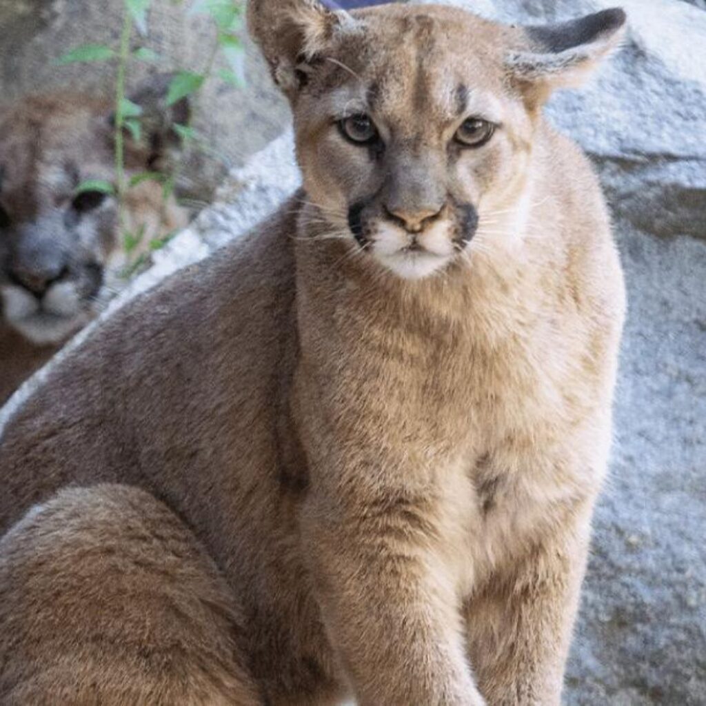 Close Encounter in California, A Mountain Lion's Playful Interaction with a Family Dog Leaves Owners Astonished