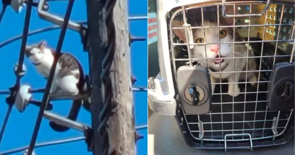 Utility Company Shuts Down Electricity to Rescue Cat Trapped on High Pole in Lancaster County