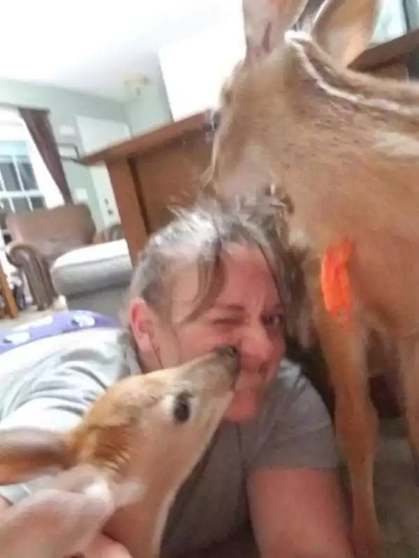 Lady Left Backdoor Open Door During Storm Leads to Heartwarming Visit from Three Deer