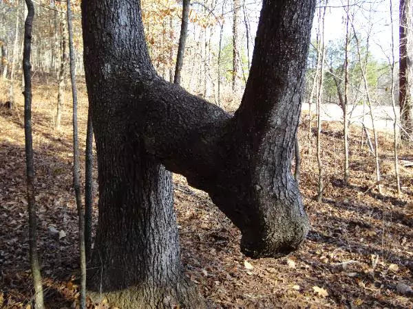 Bent trees, forest exploration, Native American trail markers, historical landmarks, conservation, responsible exploration, natural history, trail trees, cultural significance.