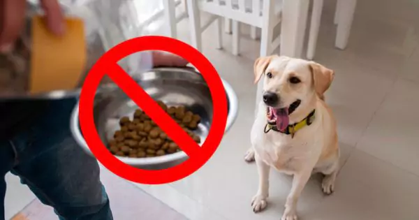 Alert! Find Out Why These Popular Dog Foods Are Being Urgently Recalled – Protect Your Pet Now