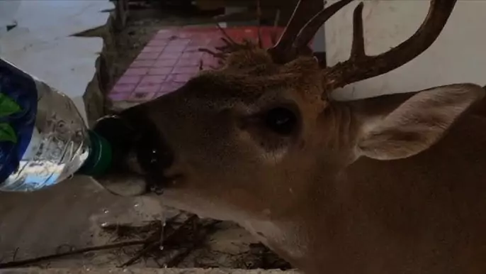 Lady Left Backdoor Open Door During Storm Leads to Heartwarming Visit from Three Deer