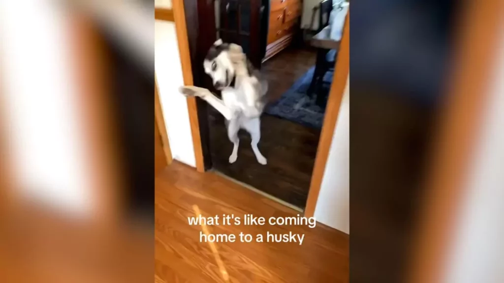 This Husky's Happy Dance When Her Owner Comes Home Captures Hearts Online