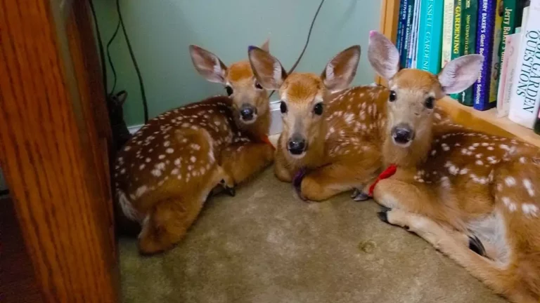 Heartwarming Visit from Three Deer