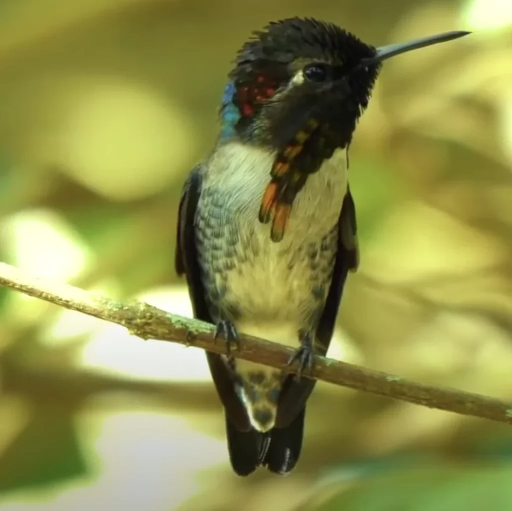 Meet The World's Smallest Bird, the Bee Hummingbird