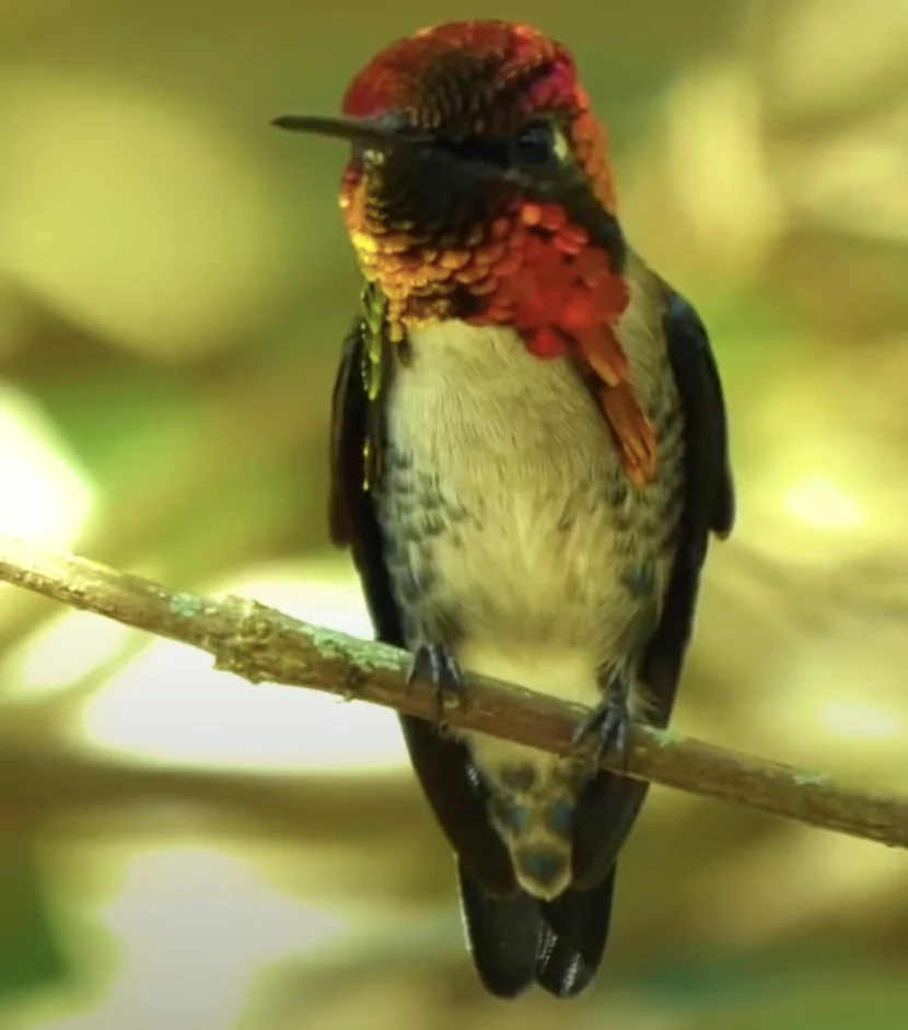 Meet The World's Smallest Bird, the Bee Hummingbird