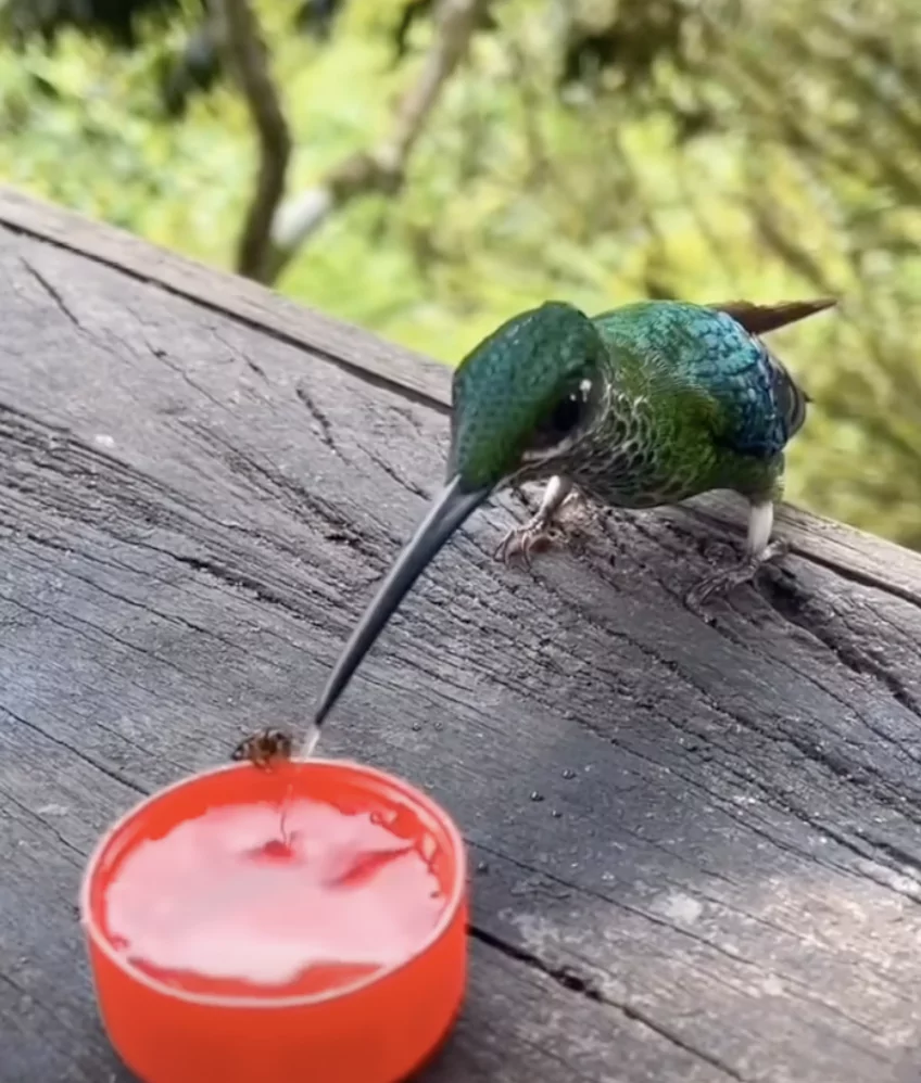 Meet The World's Smallest Bird, the Bee Hummingbird