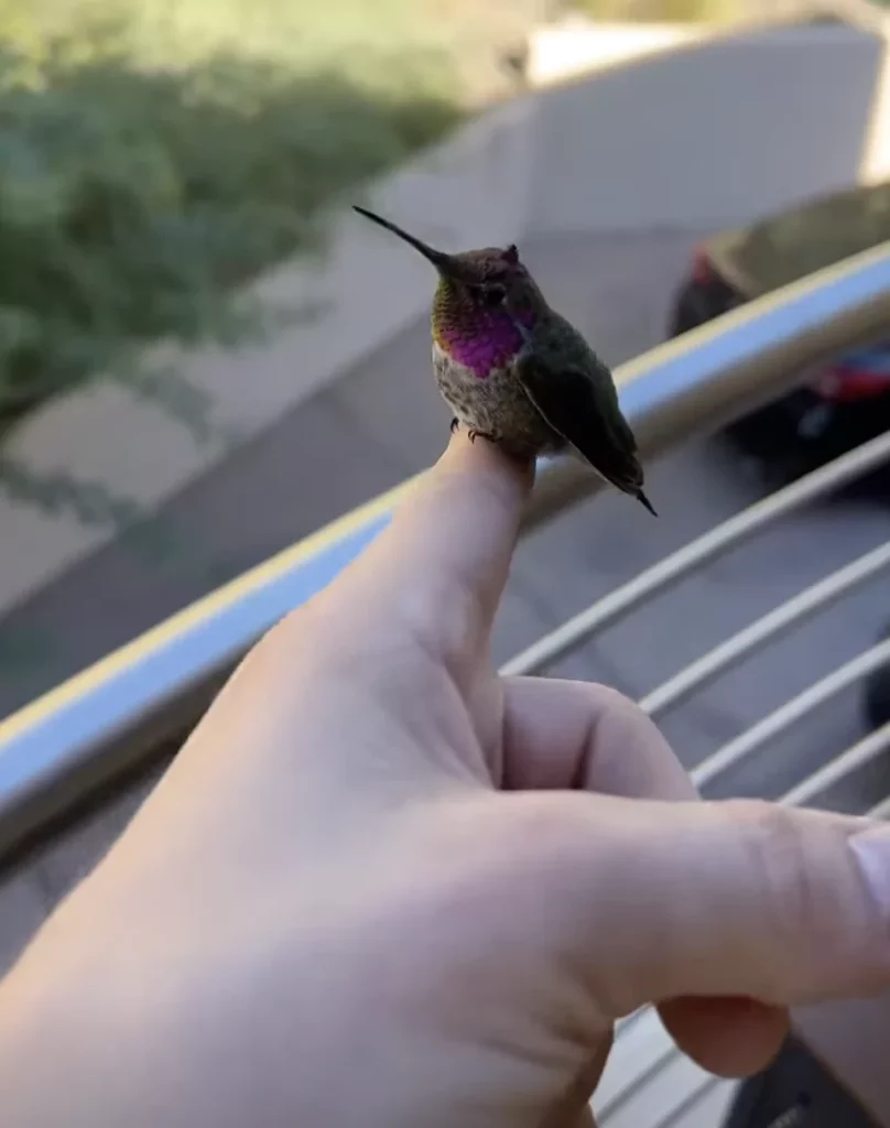 Meet The World's Smallest Bird, the Bee Hummingbird