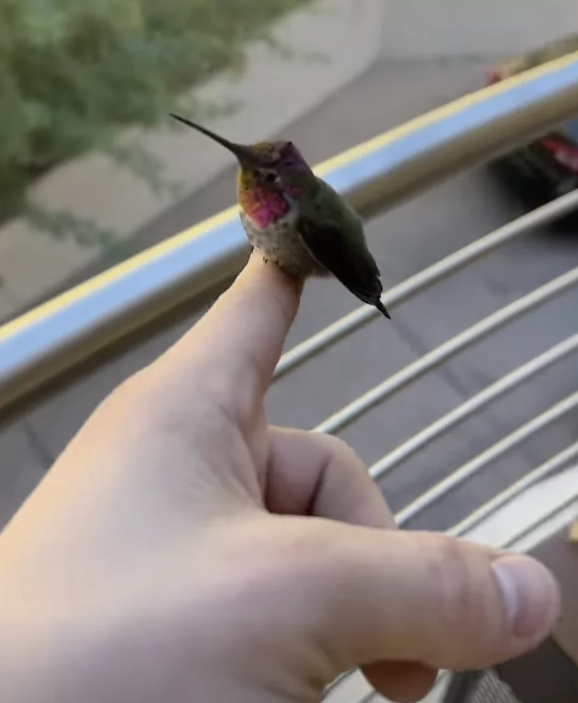 Meet The World's Smallest Bird, the Bee Hummingbird