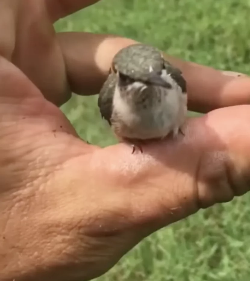 Meet The World's Smallest Bird, the Bee Hummingbird