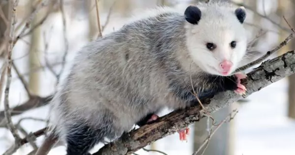 Opossum Facts You Must Know