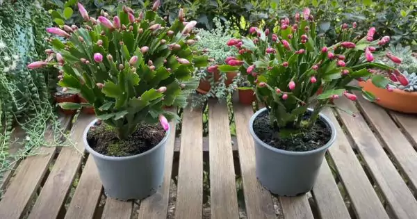 Tips to Care for Christmas Cactus