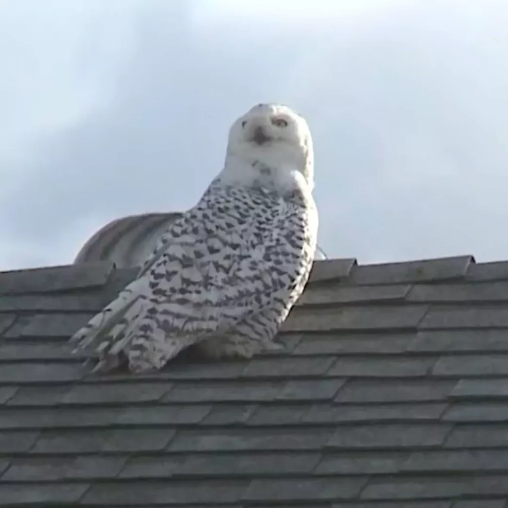Snowy Owl in California A Rare and Historic Sighting in Cypress (Watch)