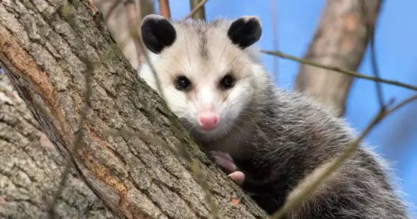 Opossum Facts You Must Know