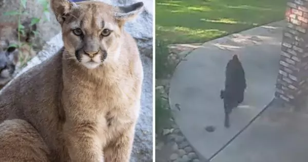 Close Encounter in California, A Mountain Lion’s Playful Interaction with a Family Dog Leaves Owners Astonished