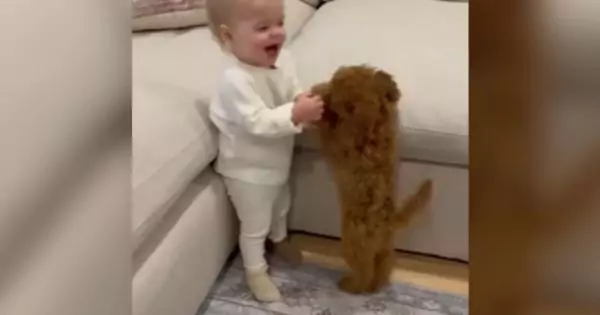 Puppy Meets Baby Magical first Encounter