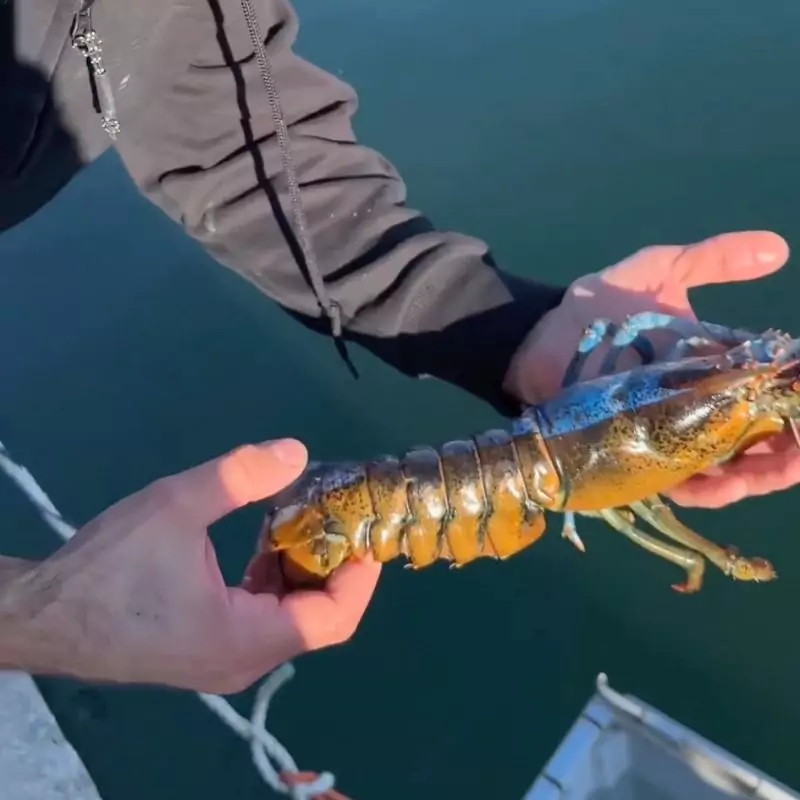 The Half-Blue, Half-Male/Female Lobster Found By Jacob Knowles