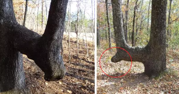 If You See A Bent Tree In The Forest, Start Looking Around Closely