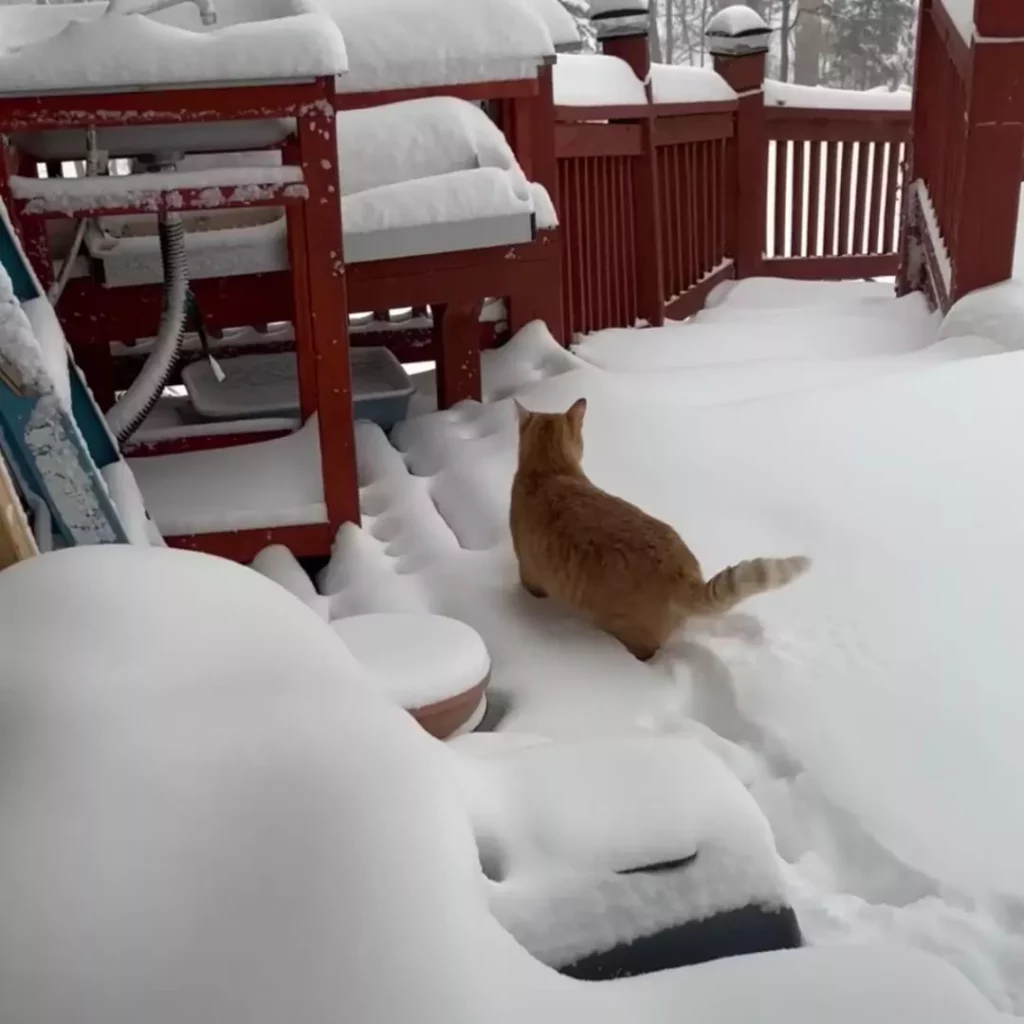 Happy Orange Cat Loves To Play Outside After Snowfall (Video)