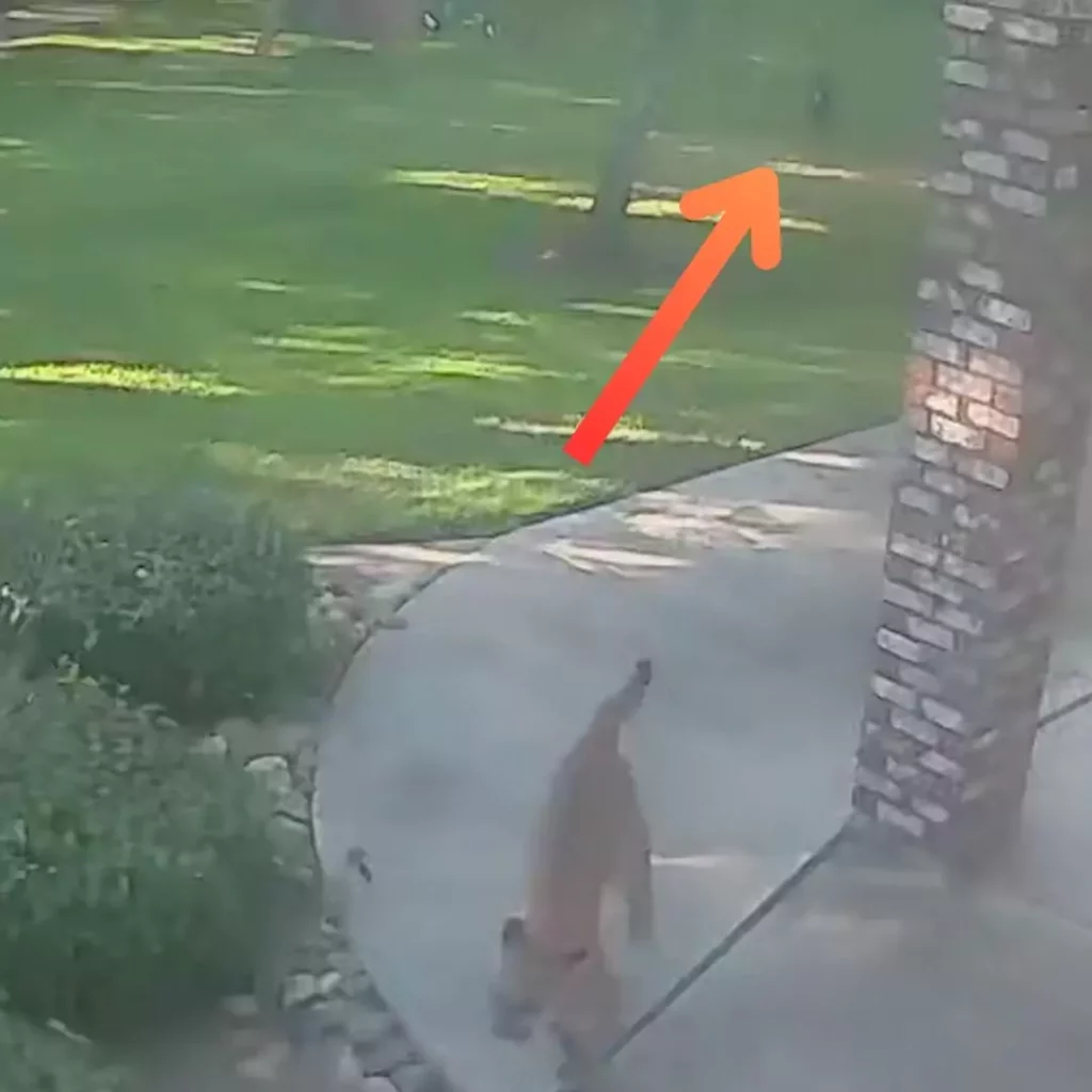 Close Encounter in California, A Mountain Lion's Playful Interaction with a Family Dog Leaves Owners Astonished