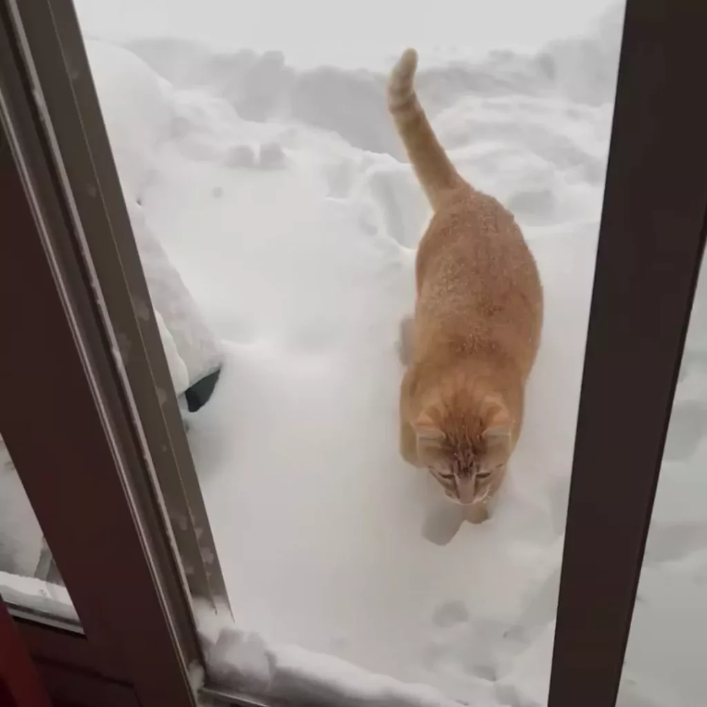 Happy Orange Cat Loves To Play Outside After Snowfall (Video)
