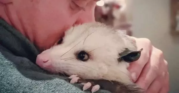 Opossum Facts You Must Know