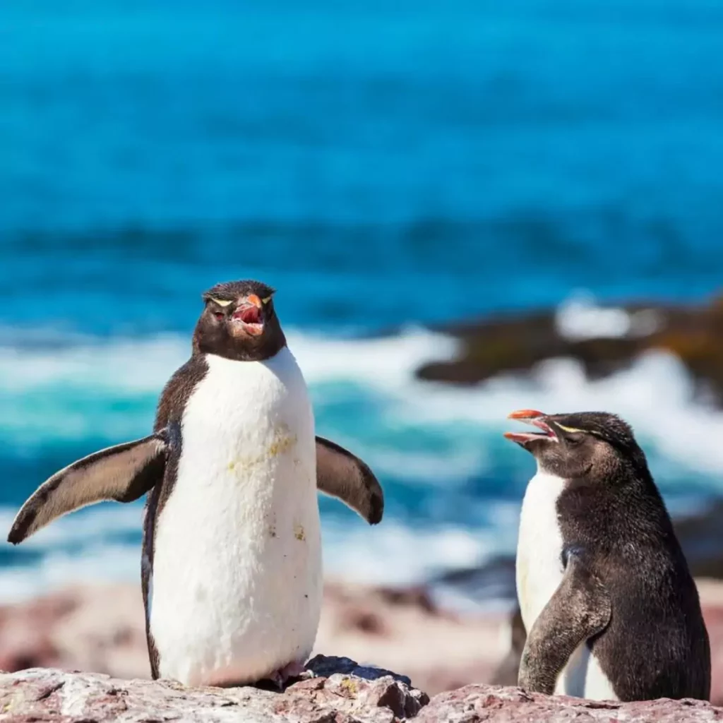 The Surprising Glimpse Inside a Penguin’s Beak Might Surprise You!