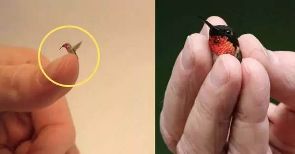 Meet The World’s Smallest Bird, the Bee Hummingbird