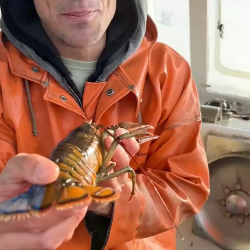 The Half-Blue, Half-Male/Female Lobster Found By Jacob Knowles