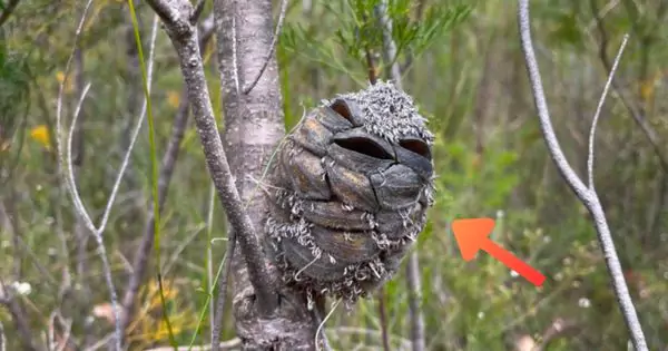 Woman Captures a Smiling Bird on Camera, But a Closer Look Reveals an Unbelievable Twist