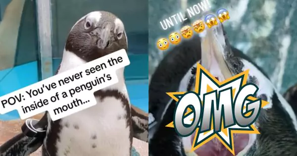 The Surprising Glimpse Inside a Penguin’s Beak Might Surprise You!