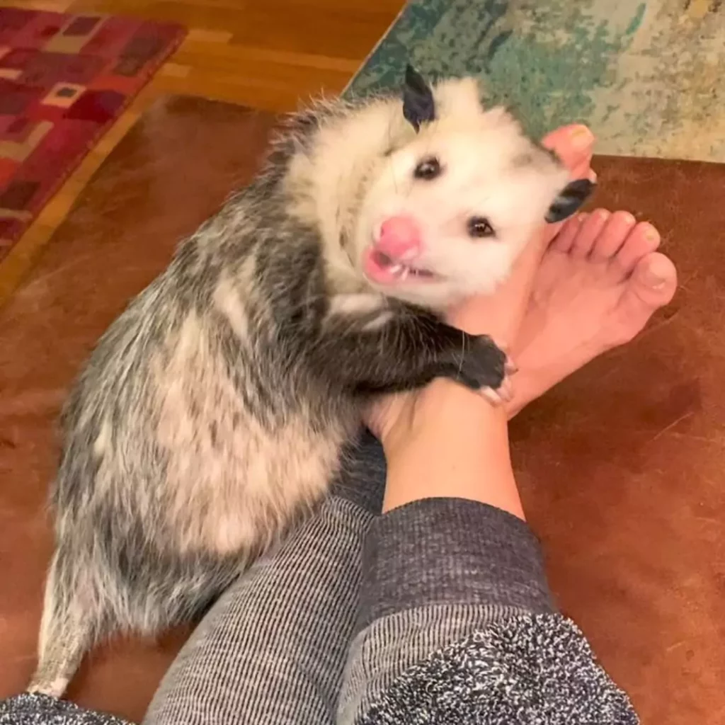 Opossum Facts You Must Know