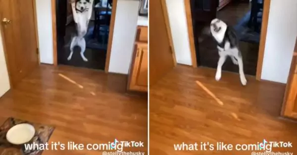 This Husky’s Happy Dance When Her Owner Comes Home Captures Hearts Online