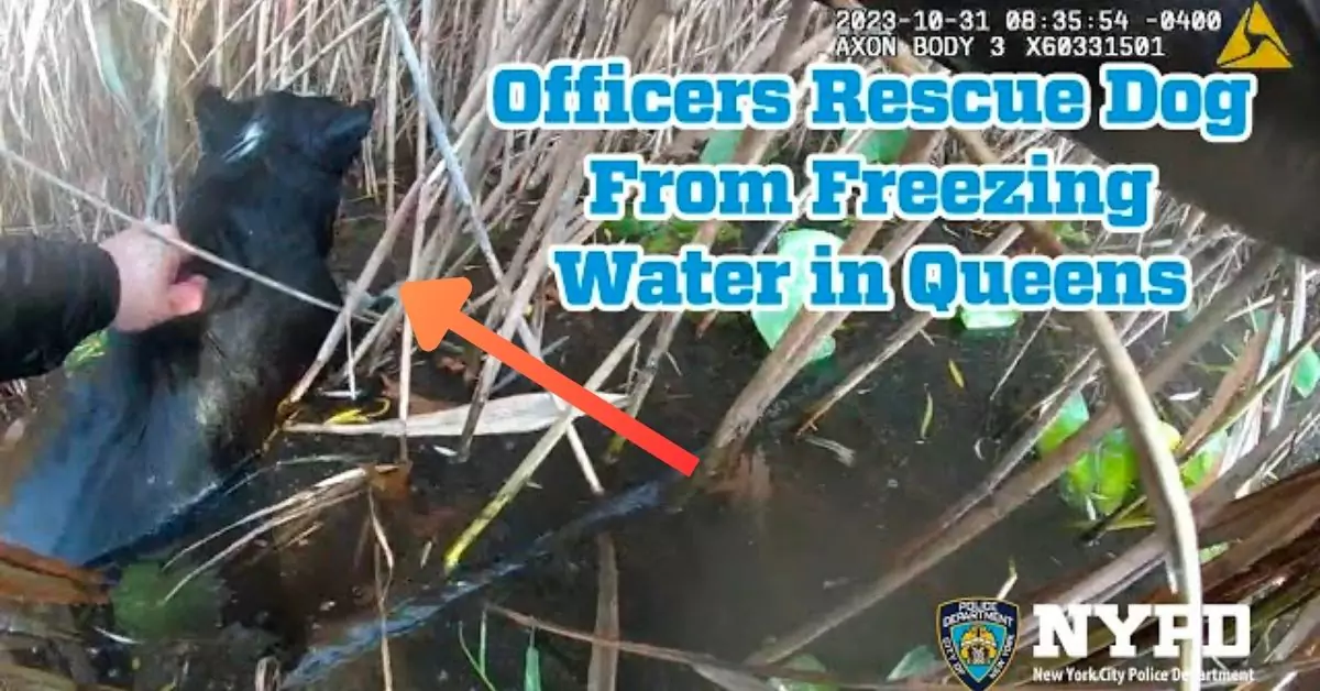Watch Heroic NYPD Officers Rescue Blind Dog from Icy Waters