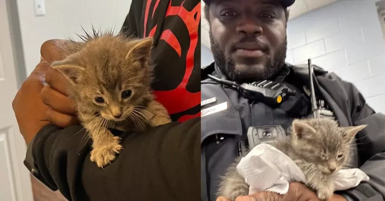 Police Officer Discovers Tiny Kitten in Trash — Makes Wonderful Choice to Change Its Life