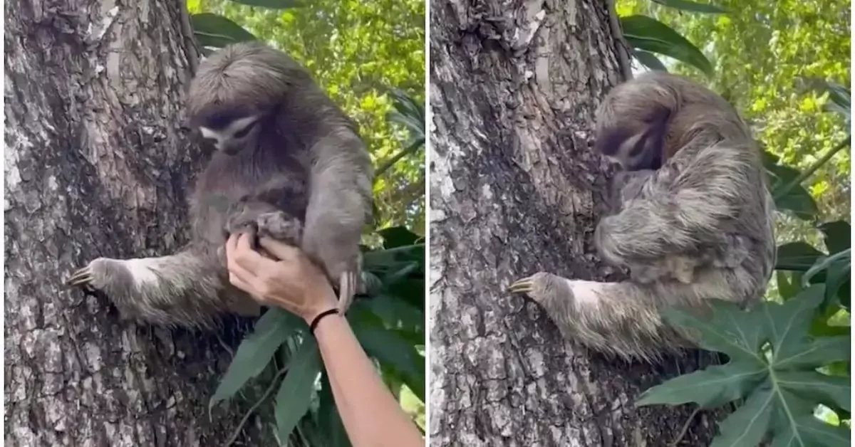 Baby Sloth and Mother Reunited in Costa Rica Thanks To Jaguar Rescue Center