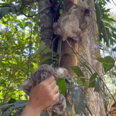 Baby Sloth and Mother Reunited in Costa Rica Thanks To Jaguar Rescue Center