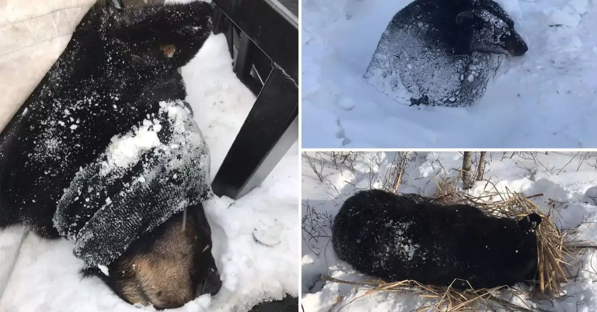 Rescue Team In Minnesota Saves A Hibernating Bear Stuck In Snow