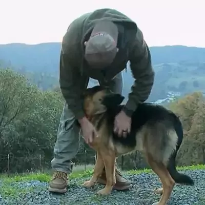 The Heart-Stopping Rescue of a Beloved German Shepherd Stranded 25 Feet Up A Tree