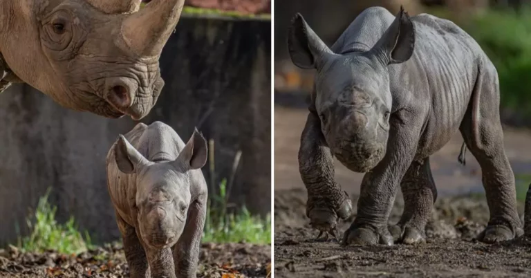 Critically endangered eastern black rhino, Chester Zoo, rhino calf birth, wildlife conservation. Wildlife conservation, breeding programs, Chester Zoo’s role, global conservation initiatives. Future of eastern black rhinos, conservation impact, wildlife protection, ecosystem balance.